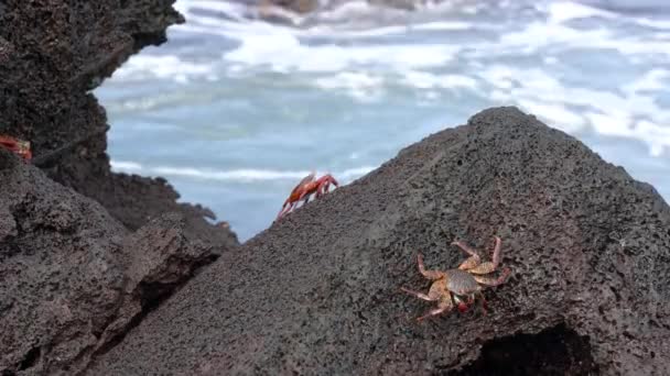 Galapagos Sally Lightfoot Crab-emelkedési meredek rock. — Stock videók