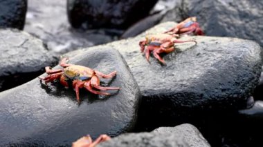 Galapagos Sally Lightfoot Yengeç - Ağız Ve Yürüyüş Köpüren.