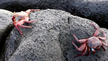 Galapagos Sally Lightfoot Yengeç - Apart Walk.