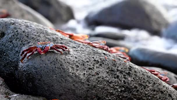 加拉帕戈斯萨利光脚螃蟹 - 特写一个与其他人在冲浪. — 图库视频影像