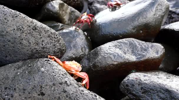 Galapagos Sally Lightfoot Crab-flugor på ryggen. — Stockvideo