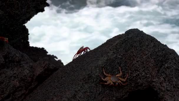 Galapagos Sally Lightfoot Yengeç - Surf Önünde Dik Kaya Üzerinde Otur. — Stok video