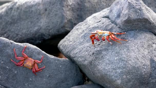 Galapagos Sally Lightfoot Crab-plockar alger att äta. — Stockvideo