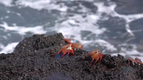 Galápagos Sally Lightfoot Crab rasteja para fenda . — Vídeo de Stock