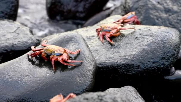 Galapagos Sally Lightfoot Crab-bubblande mun och promenader. — Stockvideo