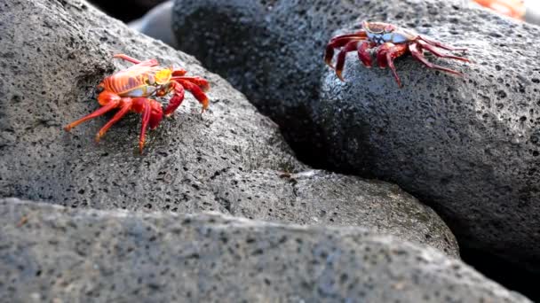 Galapagos Sally Leichtfuß Krabbe - Nahaufnahme Wanderpaar. — Stockvideo