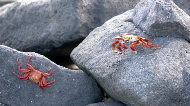 Galapagos Sally Lightfoot Crab-séta visszafelé. — Stock videók