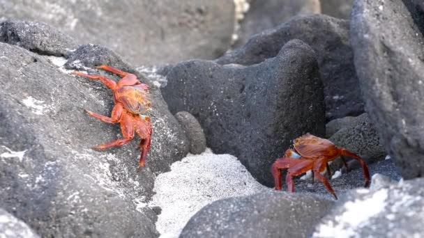 Galapagos sally lightfoot crab - zwei zappeln. — Stockvideo