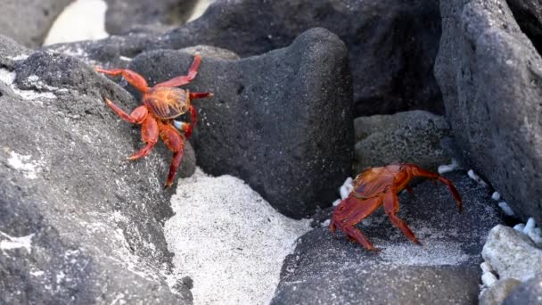 加拉帕戈斯萨利光脚螃蟹 - 走上岩石. — 图库视频影像