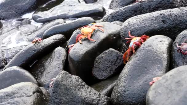 Galapagos Sally Lightfoot Yengeç - Kayaların Üzerinde Yürüyüş. — Stok video