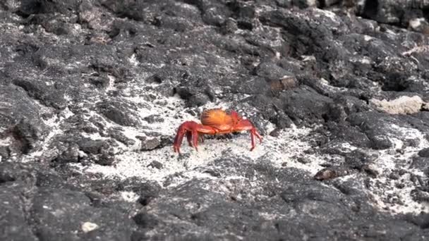 Galápagos Sally Lightfoot Crab - Caminhando para longe . — Vídeo de Stock