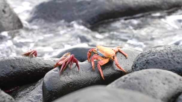 Galapagos Sally Lightfoot Crab-sitter på Rock in Surf. — Stockvideo