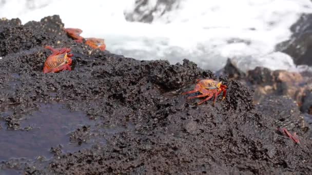 Galapagos Sally Lightfoot Yengeç - Sörf Önünde Otur. — Stok video