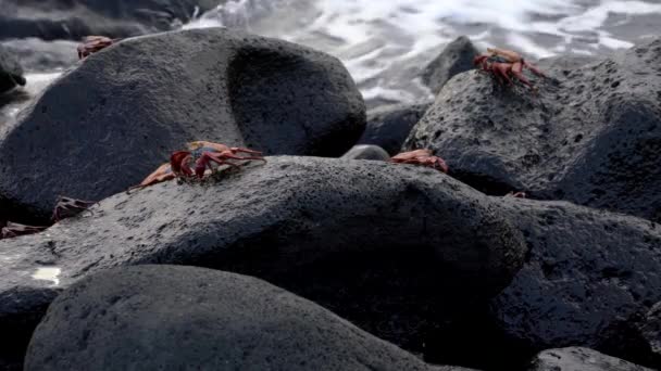 Galapagos Sally Lightfoot Crab-Surf achter verschillende. — Stockvideo