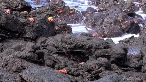 Galapagos Sally Lightfoot Crab - Wide Shot of Several On Rocks. — Stok video