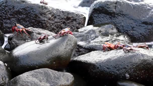 Galapagos Sally Lightfoot Yengeç - Surf Birkaç Tırmanma Kayalar. — Stok video