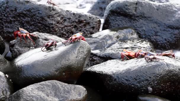 Galápagos Sally Lightfoot Crab - Vários Scurry Under Surf . — Vídeo de Stock