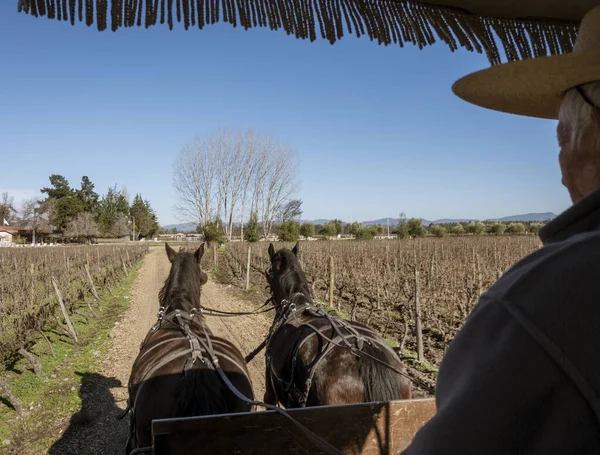Santiago, Chile - 2019-07-13 - El hombre monta en carruaje con dos caballos vistos desde atrás del conductor — Foto de Stock