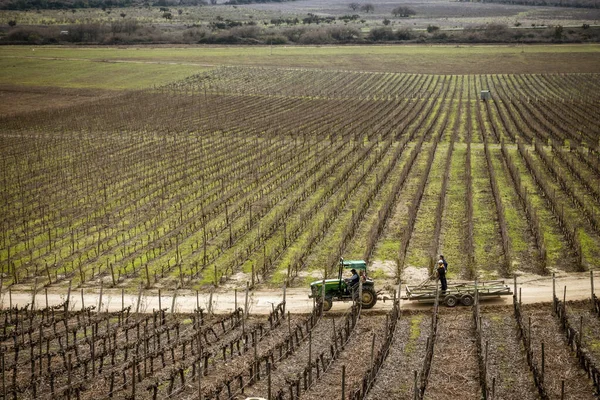 Santiago, Chile - 2019-07-13 - Tractor recorre camino de tierra en viñedo en invierno — Foto de Stock