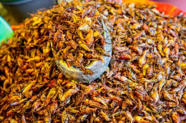 Çekirgeler satılığa çıkmaya hazır.