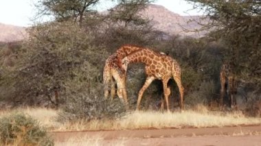 Botswana 'da bir dişinin sevgisi için savaşan iki genç erkek zürafa görülüyor..
