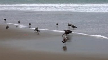 San Pedro, Ekvador - 15 Eylül 2018 - Martılar Sahilde Sörfün Yanında Yürür.