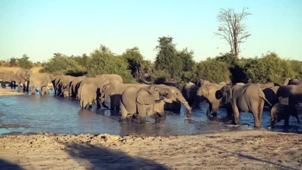 Eine Parade oder Elefantenherde trinkt aus einem natürlichen Wasserloch — Stockvideo