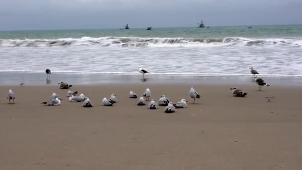 San Pedro, Ekvádor-20180915- Racci sedí a létají na pláži. — Stock video