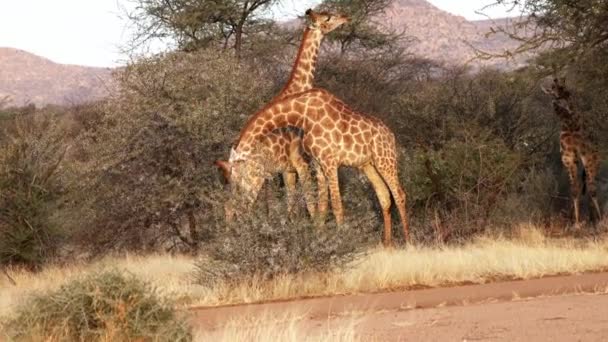 Duas jovens girafas masculinas são vistas lutando pelos afetos de uma fêmea no Botsuana. — Vídeo de Stock