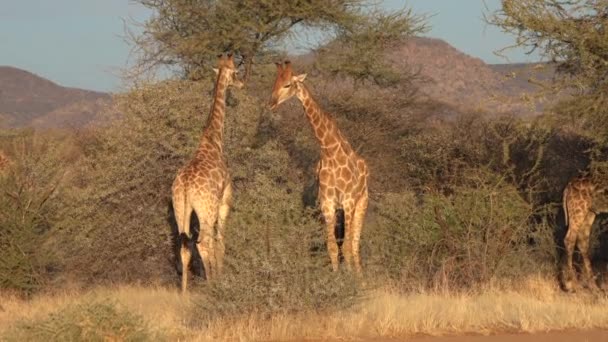 Twee jonge mannelijke giraffen vechten om de genegenheid van een vrouw in Botswana.. — Stockvideo