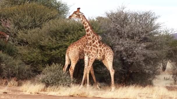 在博茨瓦纳，人们看到两只年轻的雄性长颈鹿正在为争取雌性长颈鹿的爱情而战斗. — 图库视频影像