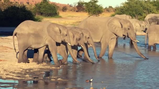 Un desfile o manada de elefantes se ve bebiendo de un agujero de agua natural — Vídeo de stock