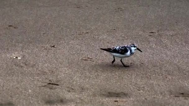 San Pedro, Ekvádor - 15. září 2018 - Sandpiper na pláži. — Stock video