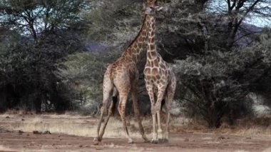 Botswana 'da bir dişinin sevgisi için savaşan iki genç erkek zürafa görülüyor..