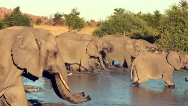 A parade or herd of elephants is seen drinking from a natural water hole — Stock Video