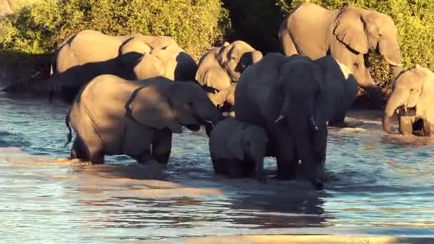 Un desfile o manada de elefantes se ve bebiendo de un agujero de agua natural — Vídeo de stock