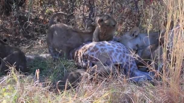 Aslan yavruları anneleri tarafından öldürülen bir zürafayı yemeye çalışırlar. — Stok video