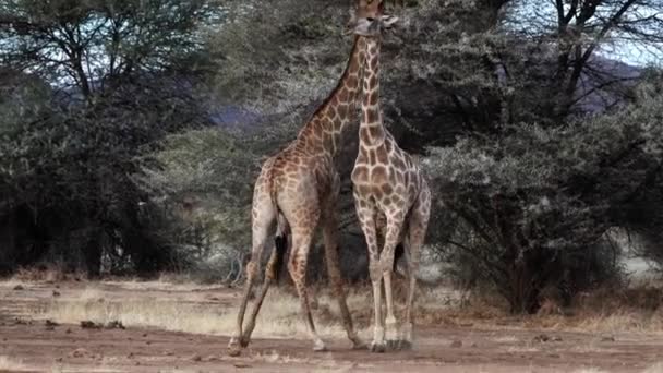 Två unga manliga giraffer ses slåss för känslor av en kvinna i Botswana. — Stockvideo