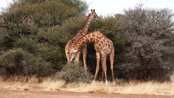 Duas jovens girafas masculinas são vistas lutando pelos afetos de uma fêmea no Botsuana. — Vídeo de Stock