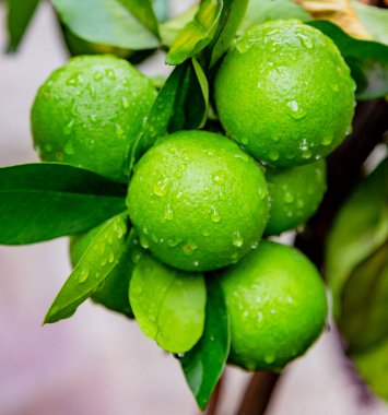 Ağaçtaki limonlar hasat etmeye hazır.