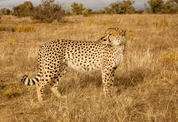 Dorosły gepard spaceruje wśród krótkiej trawy suchej — Zdjęcie stockowe