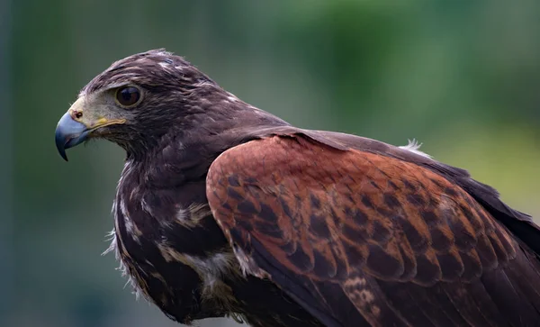 Close-up de imaturo preto-peito Buzzard-Eagle cabeça — Fotografia de Stock