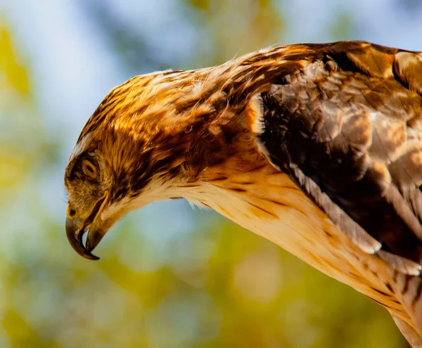 Falcão-de-cauda-vermelha a espreitar a presa — Fotografia de Stock