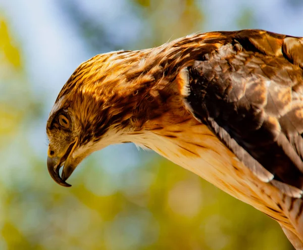 Rotschwanzfalke blickt auf Beute herab — Stockfoto