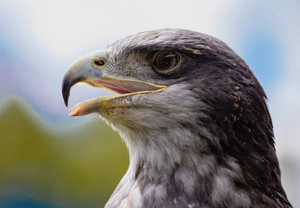 Gros plan de la tête d'aigle buse à poitrine noire — Photo