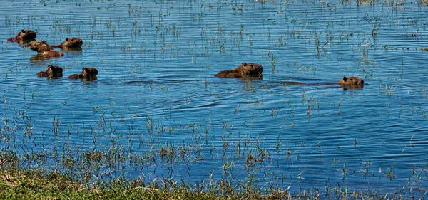 Roedores Capivara nadando na água na Argentina — Fotografia de Stock