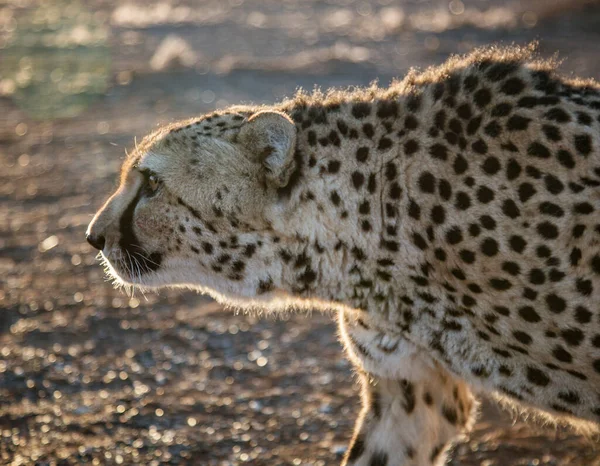 Closeup profile of adult cheetah — Foto de Stock