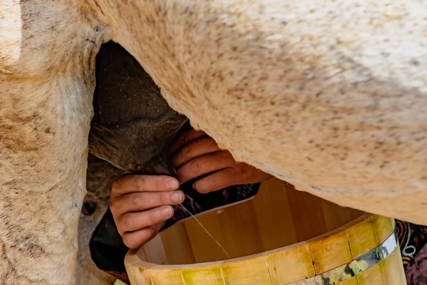 Mulher ordenha um cavalo — Fotografia de Stock