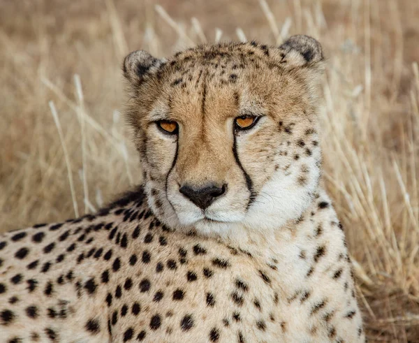 Adult cheetah lies down in dry grass Stock Photo