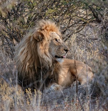 Yetişkin erkek aslan kısa kuru çimenlerde uzanıyor.